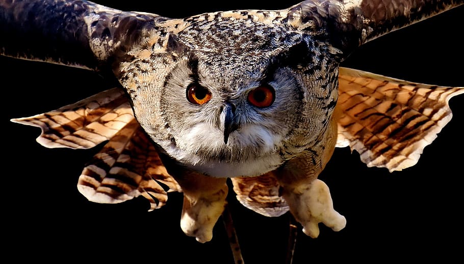 selective focus photography of eagle, owl, bird, feather, cute HD wallpaper
