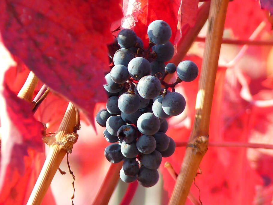 Grape, Grapes, Fruit, Vine, Cultivation, wine, blue, red, nature HD wallpaper