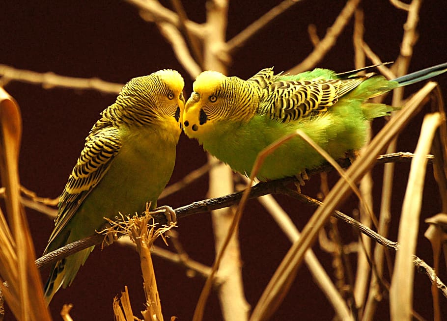 animals, bird, budgie, feed, affection, pets, vertebrate, animal themes HD wallpaper