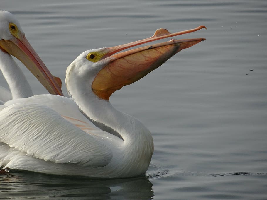 white, pelican, eating, animal themes, animal wildlife, animals in the wild HD wallpaper