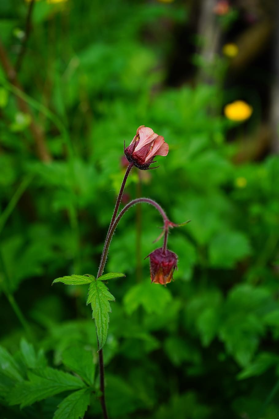 Avens, Blossom, Bloom, Red, Violet, purple, blutstroepferl HD wallpaper