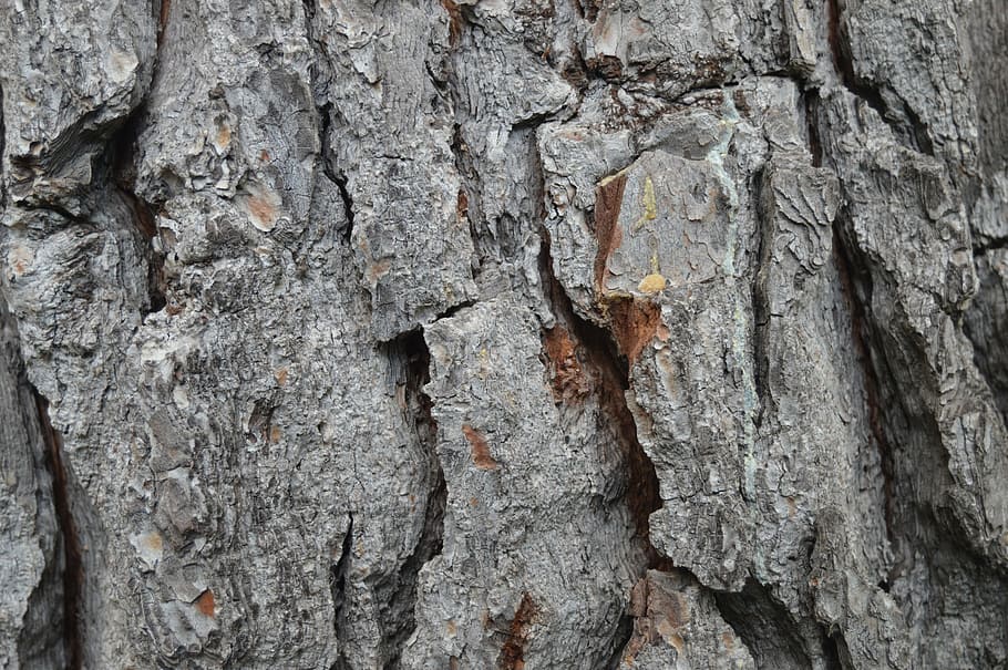trunk, wood, bark, texture, pine, tree, nature, backgrounds HD wallpaper