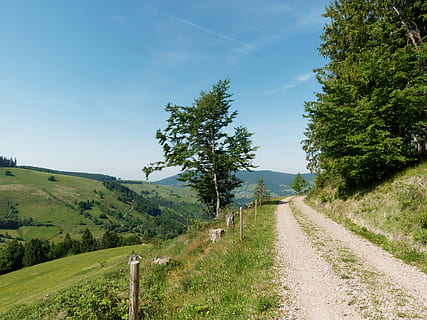 black forest, schwarzwald, germany, path, hiking, nature, landscape HD wallpaper
