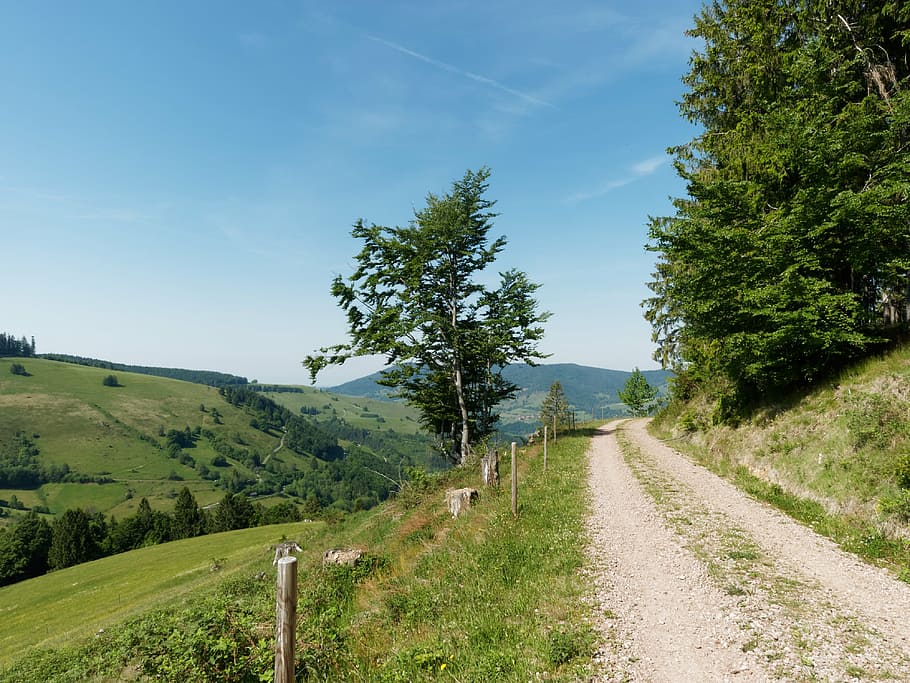 black forest, schwarzwald, germany, path, hiking, nature, landscape HD wallpaper
