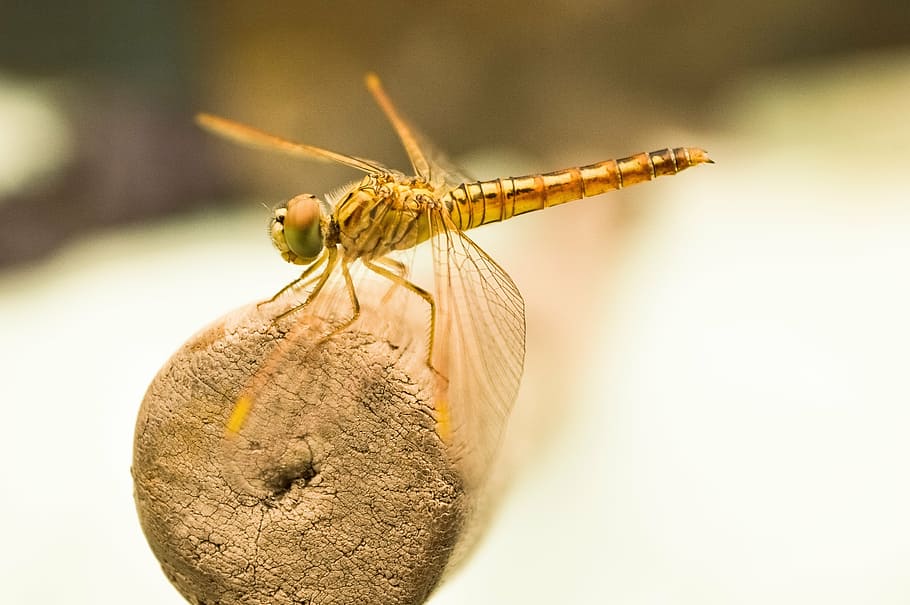 brown dragonfly on brown wooden rod, dragon fly, insect, golden HD wallpaper