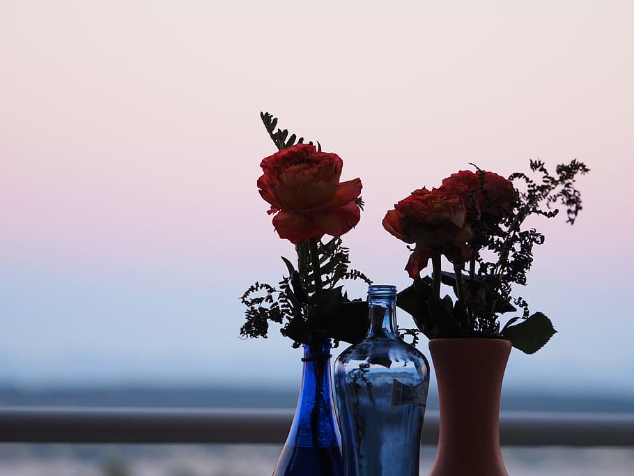 flower, rose, sunset, flowering plant, beauty in nature, sky HD wallpaper