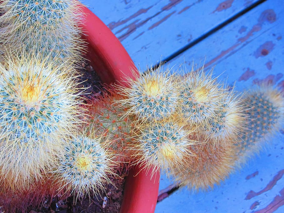rustic, blue, cactus, terra cotta, cactus garden, spines, needles HD wallpaper