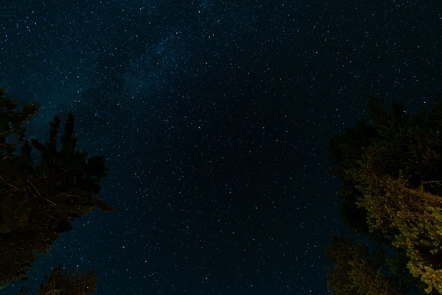 green tree under blue starry sky at night, low angle photo of starry night HD wallpaper