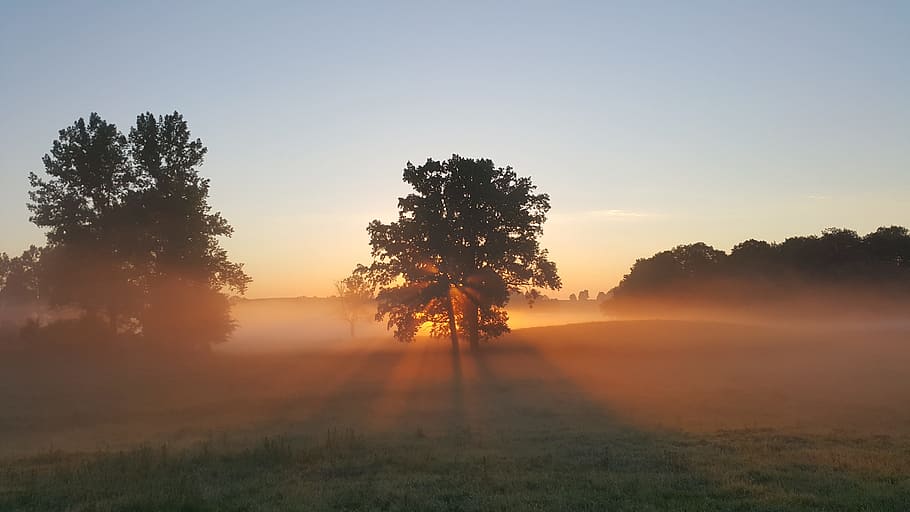 green trees photography, silhouette of trees surrounded with fog during sunrise HD wallpaper