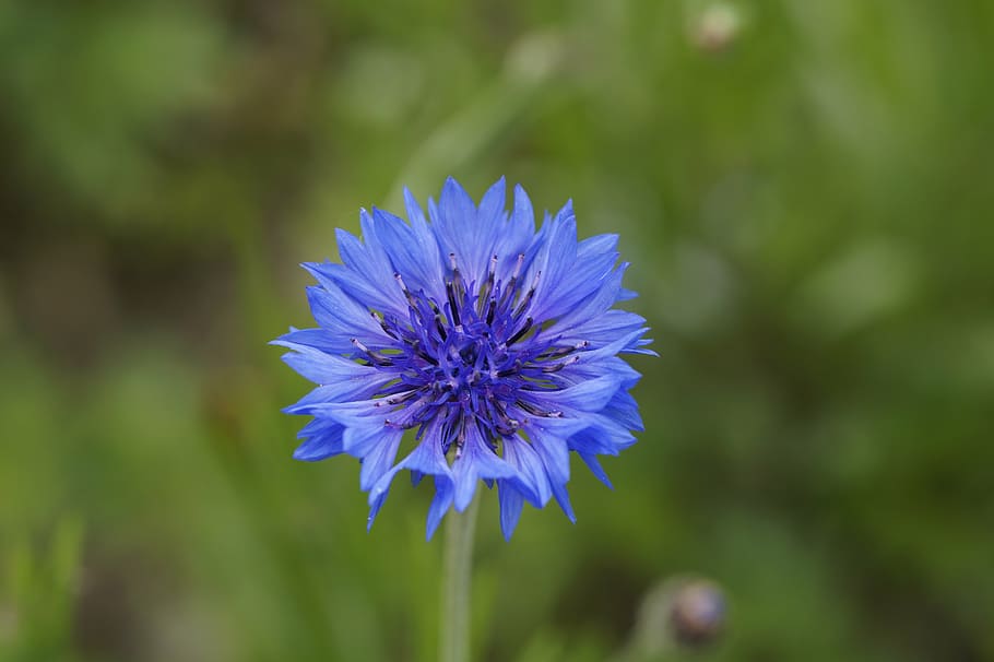 cornflower, blue, blossom, bloom, nature, plant, summer, purple HD wallpaper