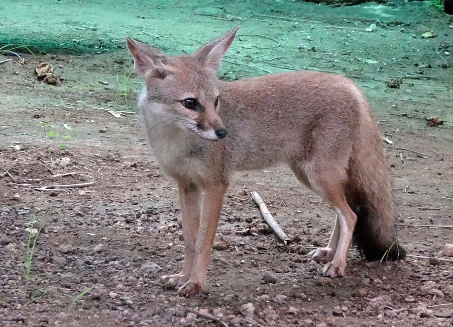 fox, bengal fox, vulpes bengalensis, indian fox, mammal, animal