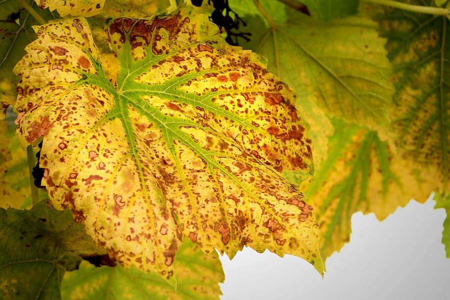 autumn, wine leaf, fall foliage, leaves, vine leaves, autumn colours HD wallpaper