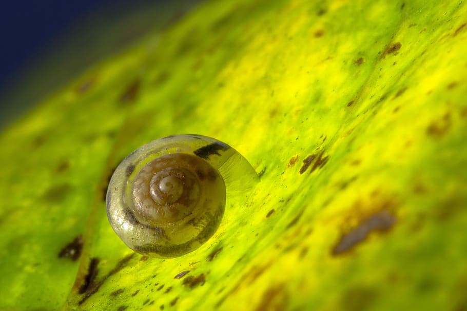 Snail, Shell, Dry, Rigid, dry rigid, animal themes, one animal HD wallpaper