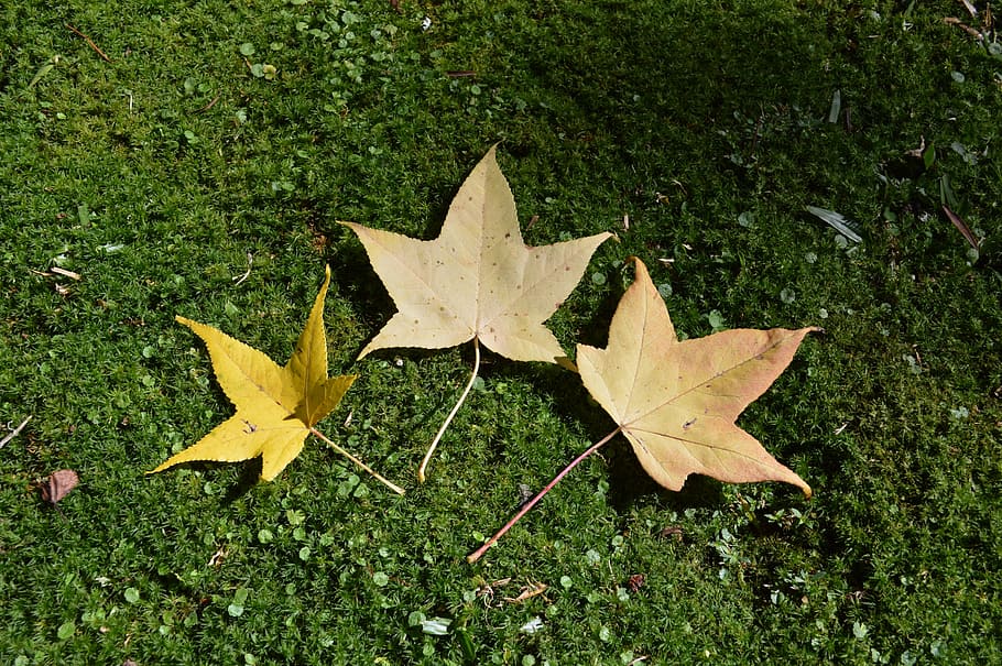 meditation, nature, winter, leaf, plant, plant part, maple leaf HD wallpaper