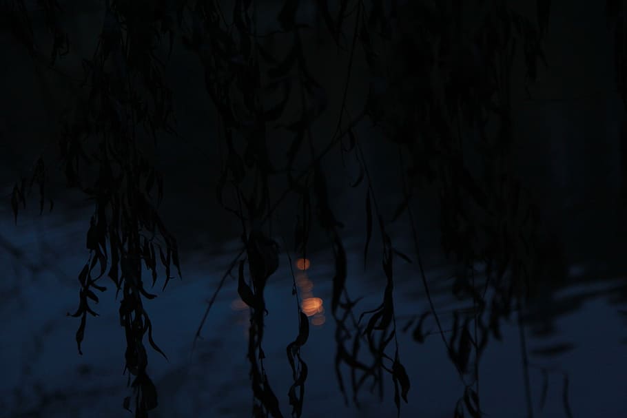 reflection of plants on body of water during daytime, untitled HD wallpaper