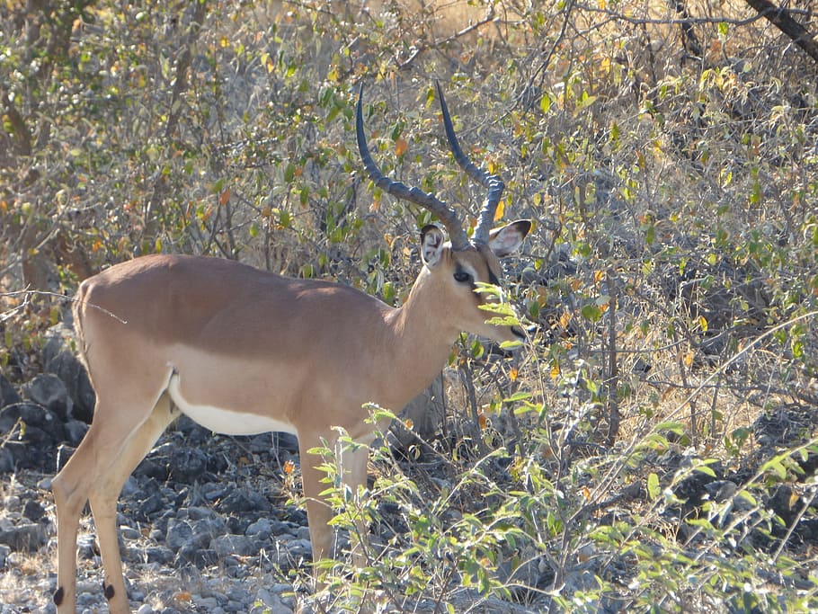 wildlife, antelope impala, namibia, animal themes, one animal HD wallpaper
