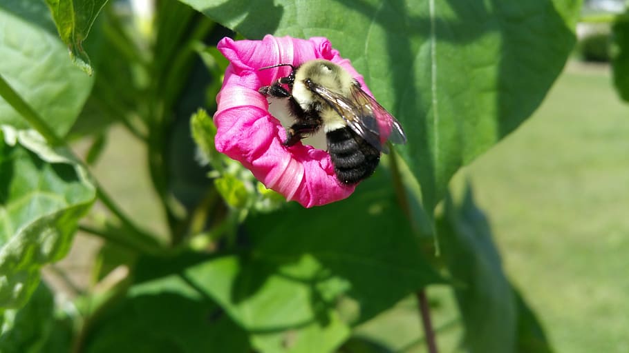 bee, flower, nature, spring, plant, insect, blossom, flowering plant HD wallpaper
