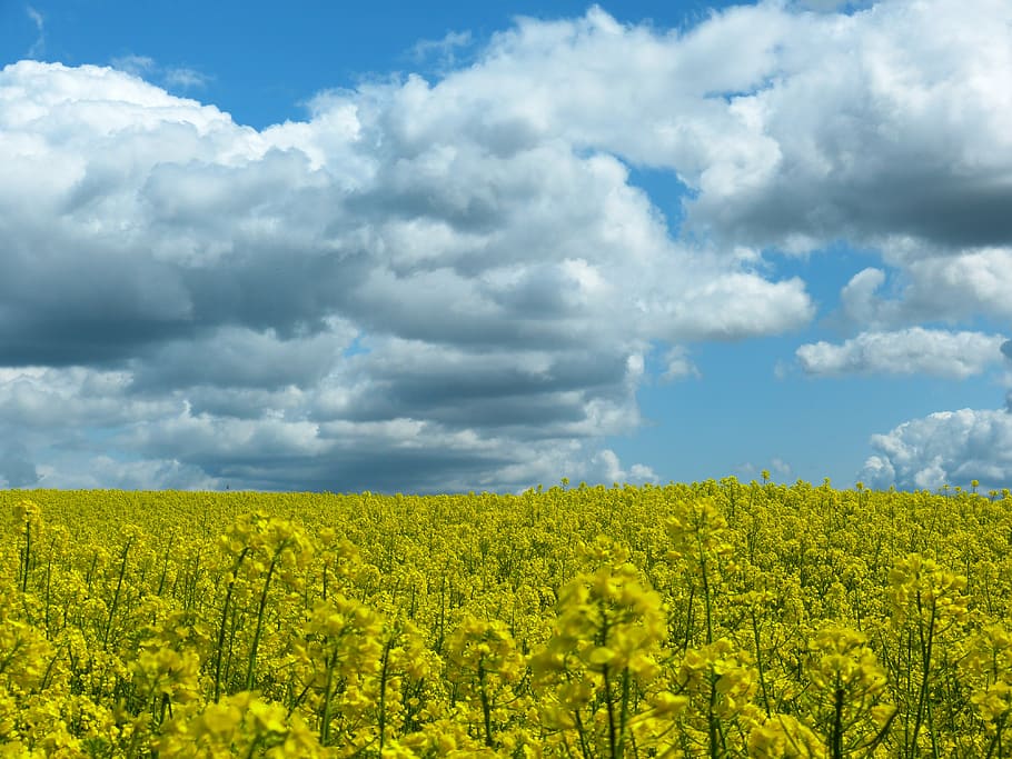 yellow rapeseed field under cloudy sky at daytime, clouds, blue HD wallpaper