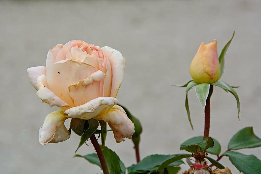 rose, withered, blossom, bloom, pink, rose bloom, individually HD wallpaper