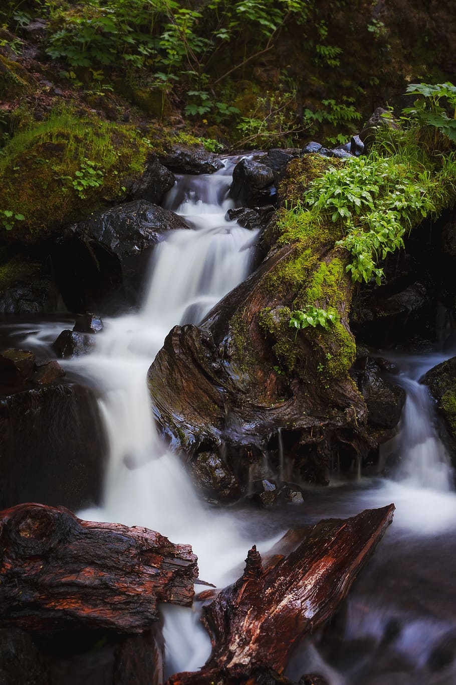 Running Water Surrounded of Trees and Plants, cascade, creek HD wallpaper