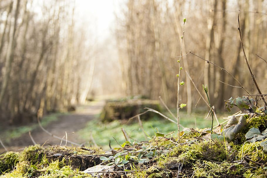 tree stump, moss, green, forest, undergrowth, environment, nature HD wallpaper