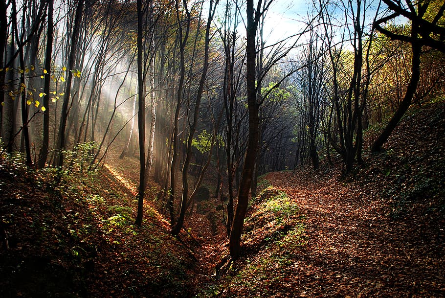 photography of leafless tree forest, way, light streak, trail HD wallpaper