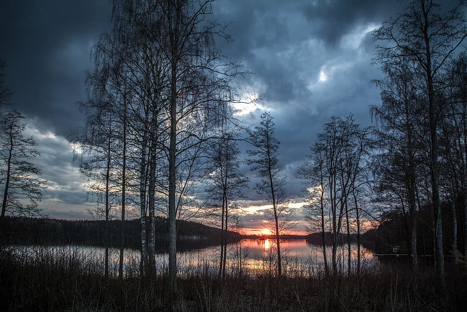 leafless tree under gray sky near body of water, lake scenery HD wallpaper