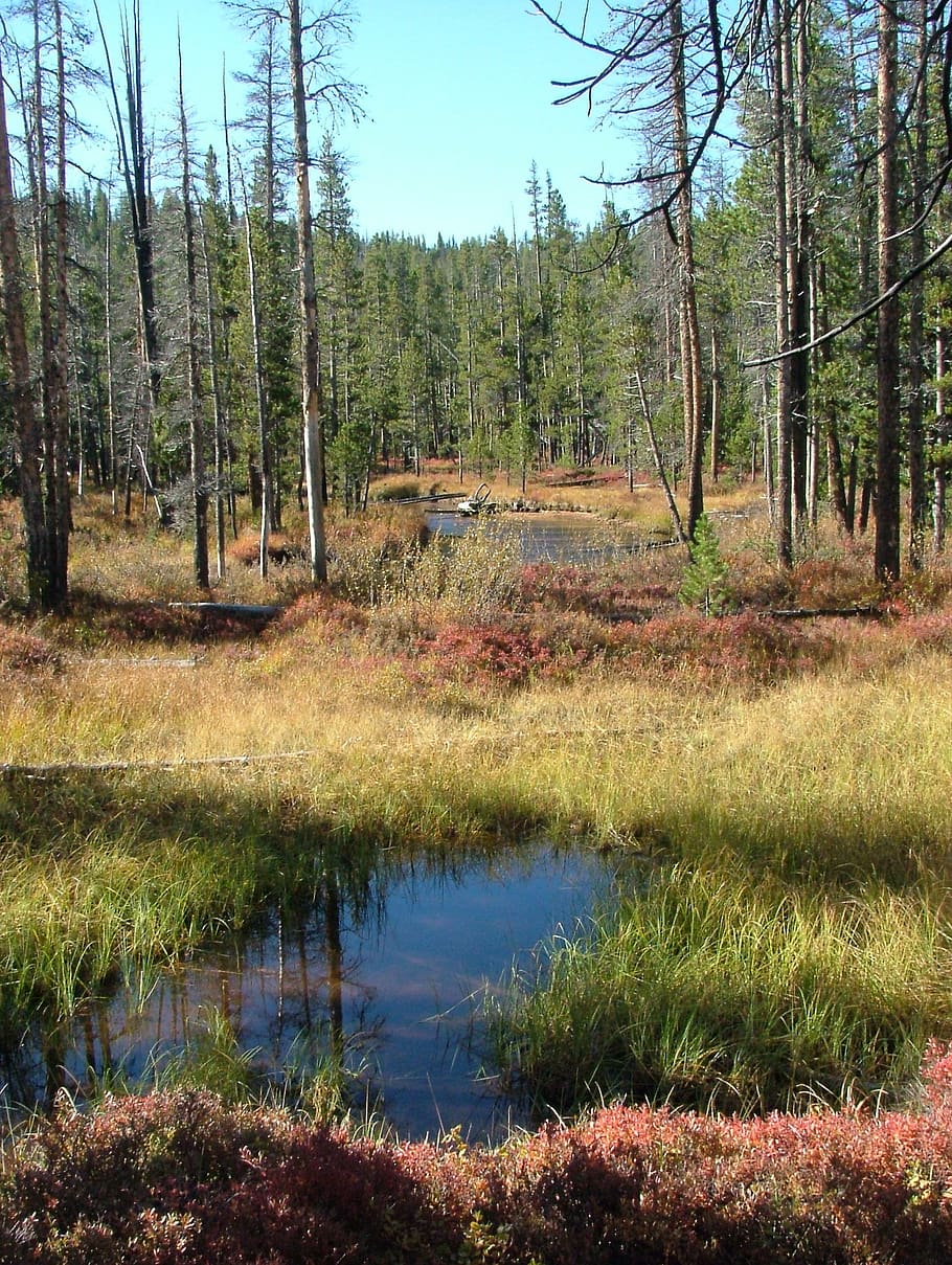 forest, stream, fall, pine, plant, tree, water, tranquility HD wallpaper