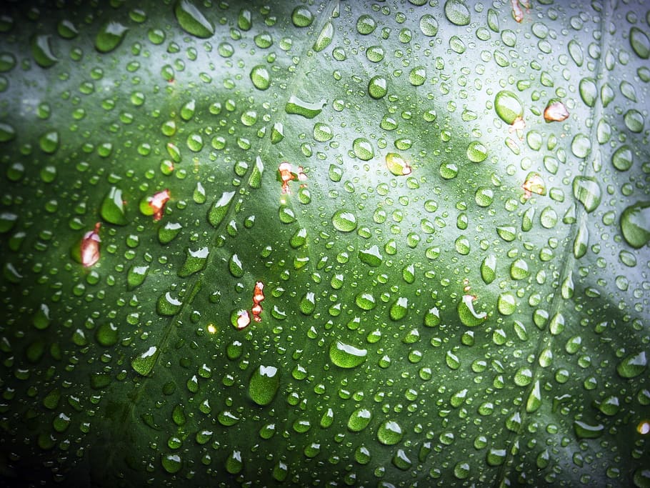 leaf, water, green, drop, background, natural, nature, fresh HD wallpaper