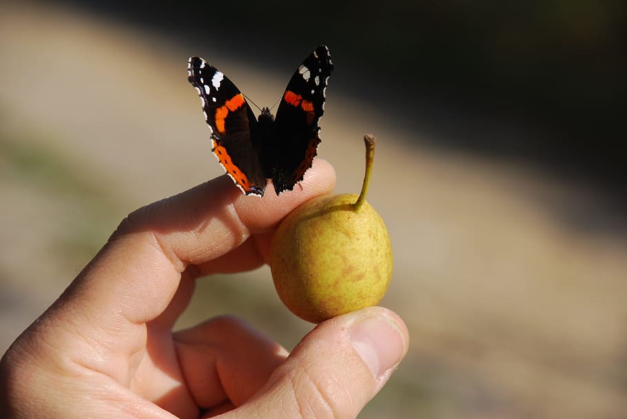 Butterfly, Fruit, Hand, human hand, human body part, holding HD wallpaper