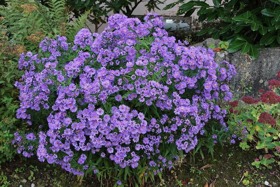 switzerland, flowers, done, flowering plant, beauty in nature HD wallpaper