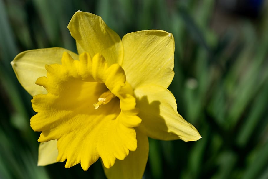 daffodil, yellow, spring, flower, flowering plant, freshness HD wallpaper