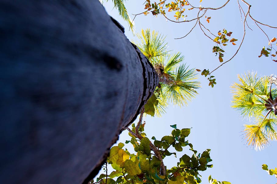 sky, tree, nature, blue, flying, plant, no people, day, low angle view HD wallpaper