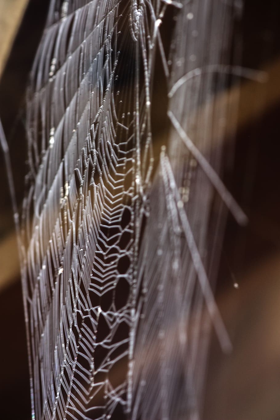 spider web, selective focus, close-up, no people, pattern, fragility HD wallpaper