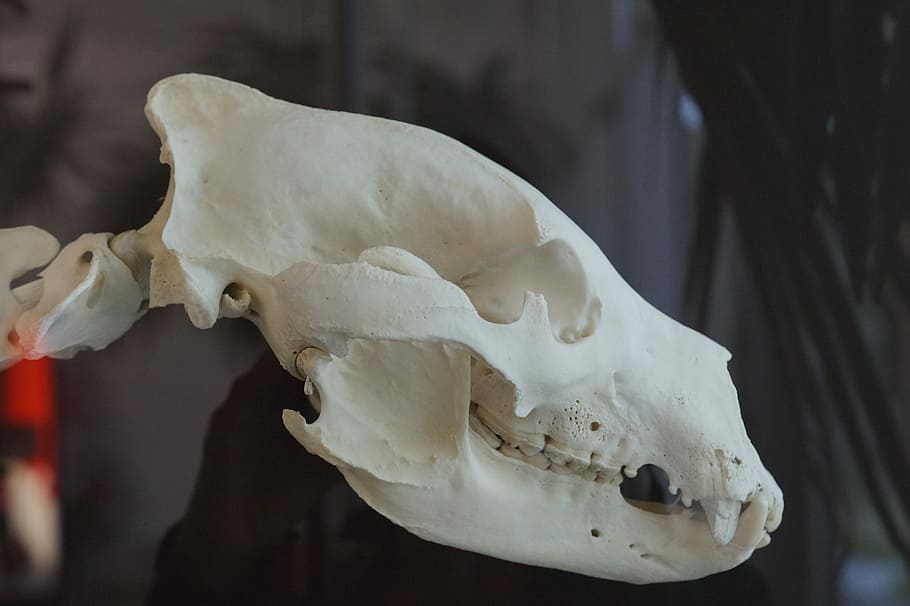 Skull, Brown Bear, bear skull, foot, skeleton, grizzly, wild animal HD wallpaper