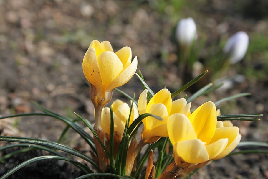 Krokus, Spring, Yellow, Blooms, Nature, early spring, the delicacy