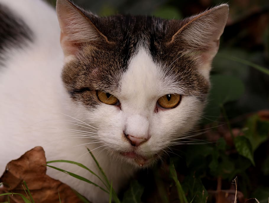 cat, white, black, eye, pet, domestic cat, mammal, animal themes HD wallpaper