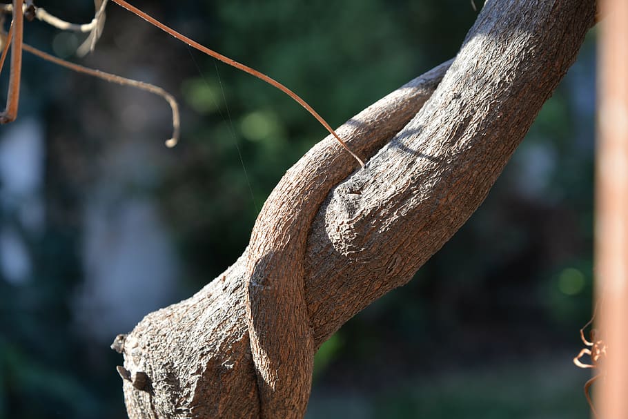 branch, tree, vine, nature, trunk, outdoors, focus on foreground HD wallpaper