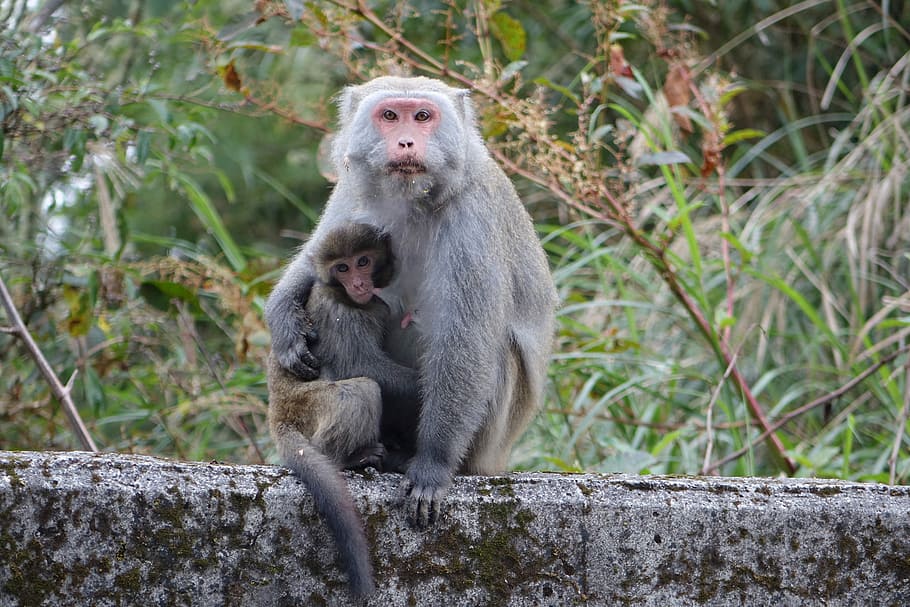 Monkey, Taiwan Wild Monkeys, mother and son, animals in the wild, HD wallpaper