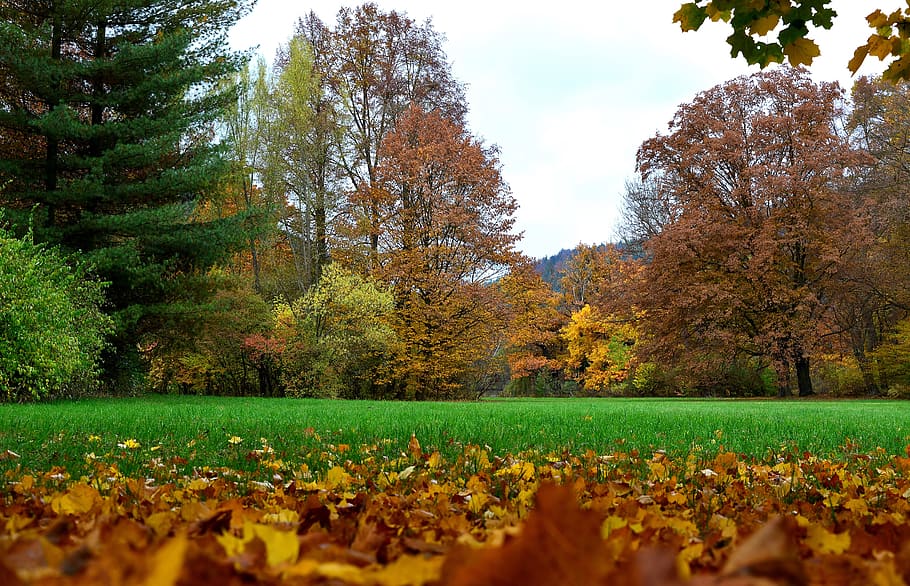 tree, nature, season, leaf, plant, change, beauty in nature HD wallpaper