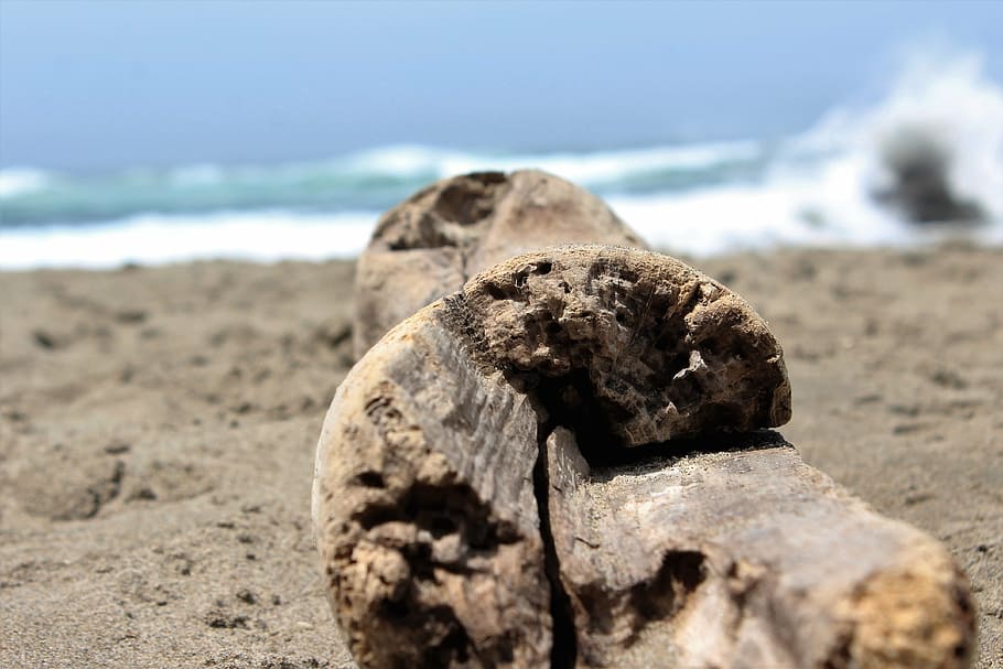 beach, driftwood, log, land, sea, nature, sand, focus on foreground HD wallpaper