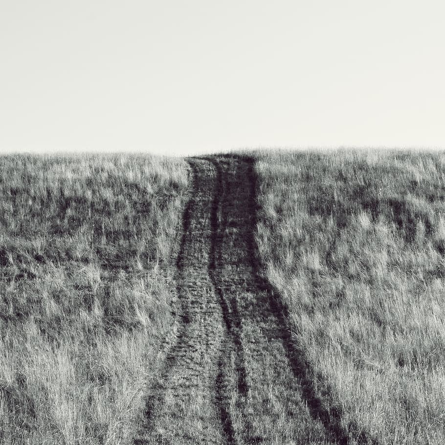 path, meadow, horizon, grass, landscape, environment, sky, plant HD wallpaper