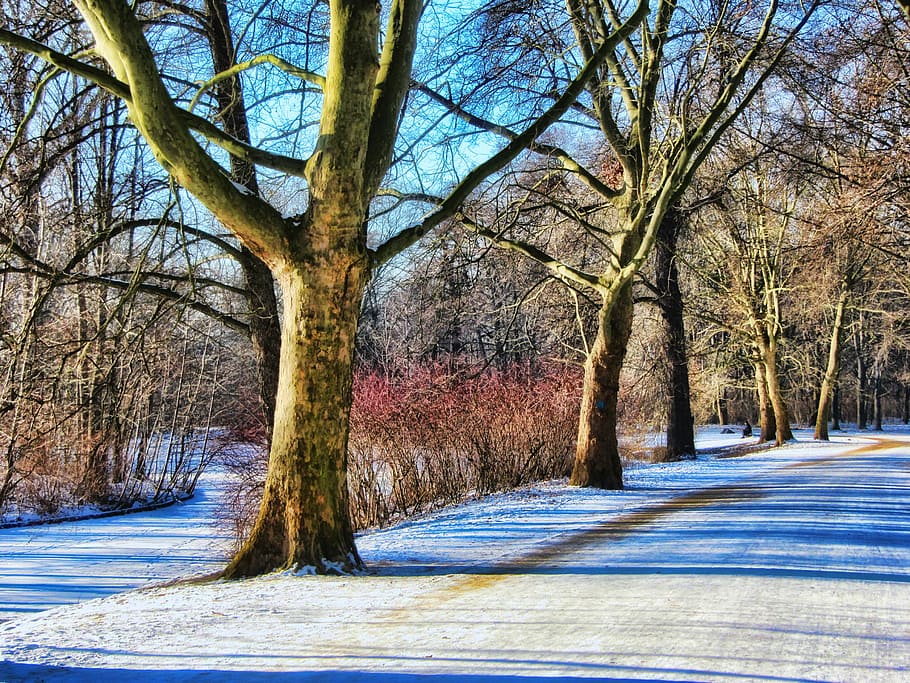 park, winter, away, tiergarten, berlin, snow, trees, wintry HD wallpaper