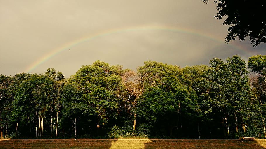 rainbow, summer, nature, landscape, trees, color, leipzig, saxony HD wallpaper