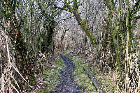 trail, away, path, walk, water, reed, thicket, reeds, scrub HD wallpaper