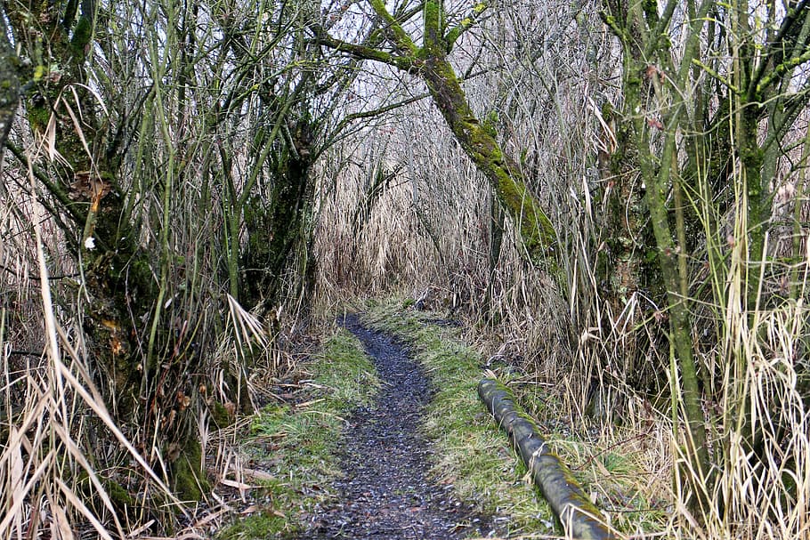 trail, away, path, walk, water, reed, thicket, reeds, scrub HD wallpaper