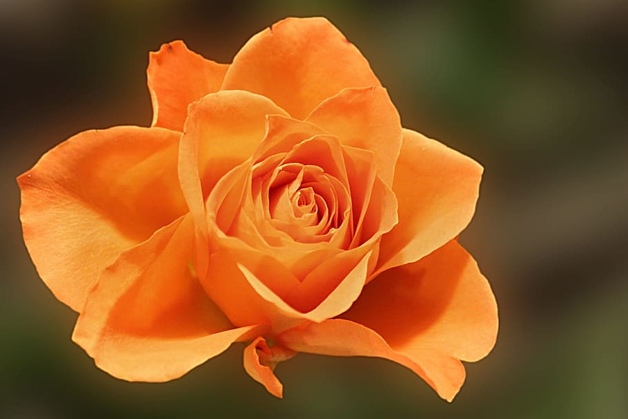 Orange, Blossom, Bloom, Flower, rose, petal, flower head, rose - flower HD wallpaper
