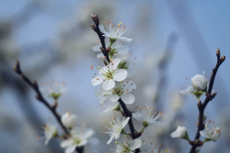 Spring, Flowers, White, Blackthorn, flowering, bush, prunus spinosa HD wallpaper