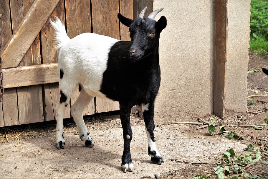 goat, 2-color, farmhouse, pet, black and white, farm animal, HD wallpaper