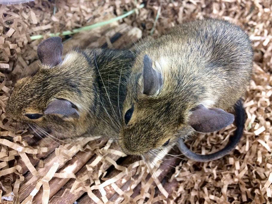 rat, animal, pet, cute, mammal, adorable, tame, nose, hairy HD wallpaper